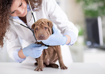 Marktplaats honden bij de dierenarts