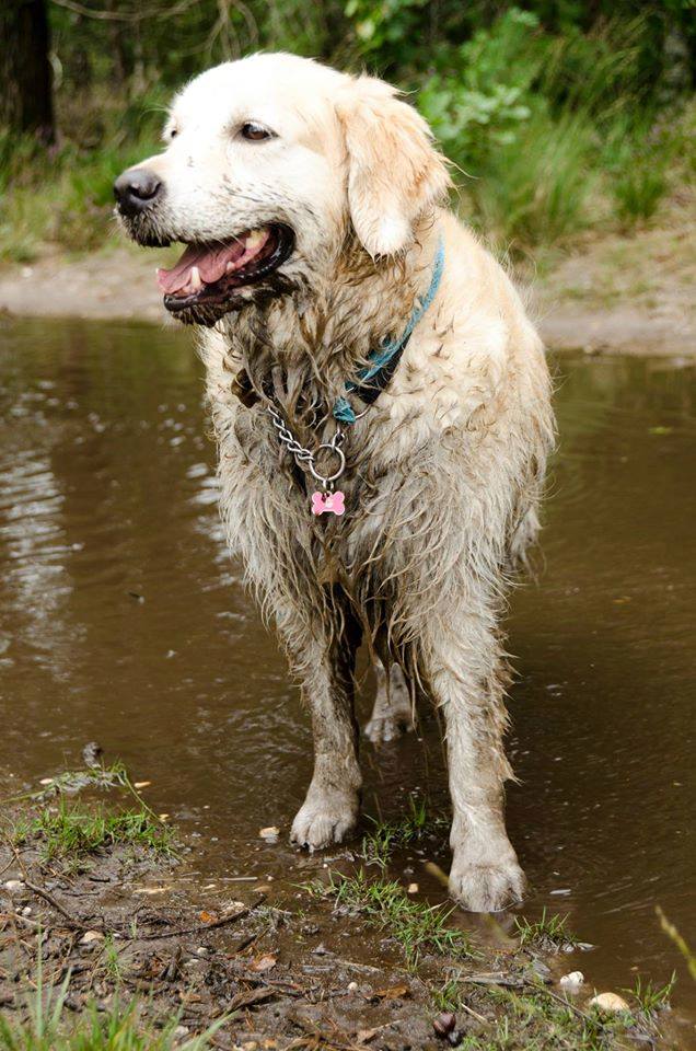 dierenpenning