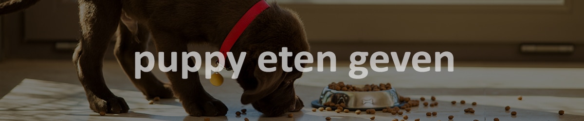 puppy eten geven