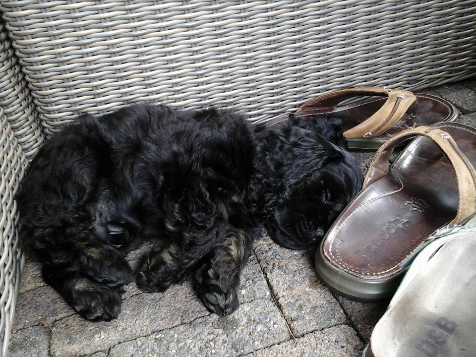 pup diarree
