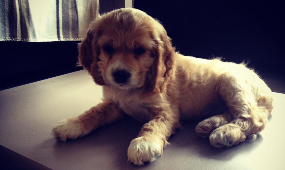 puppy diarree