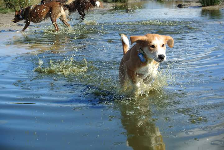 hond socialiseren met water