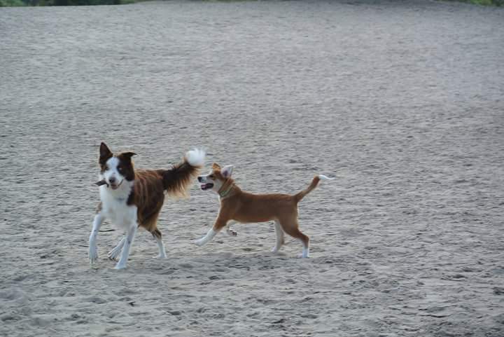 pup socialiseren met andere honden