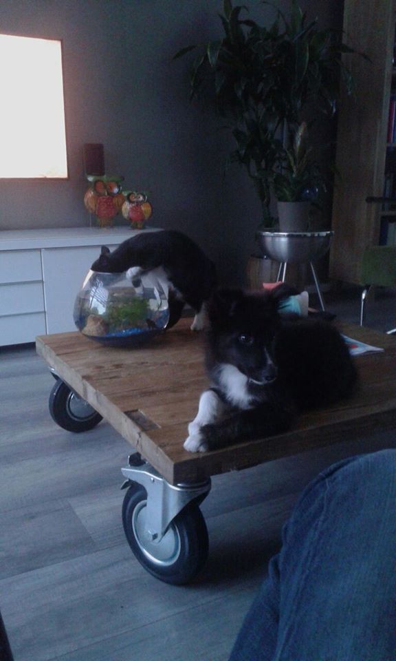 socialiseren pup met een kat