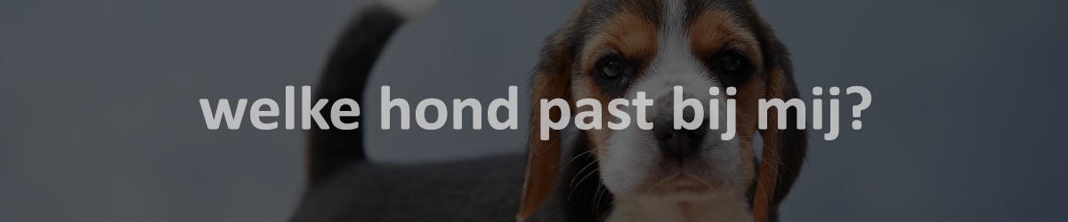 welke hond past bij mij blog