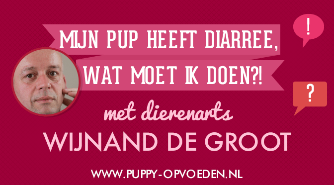 puppy opvoeden podcast: puppy diarree