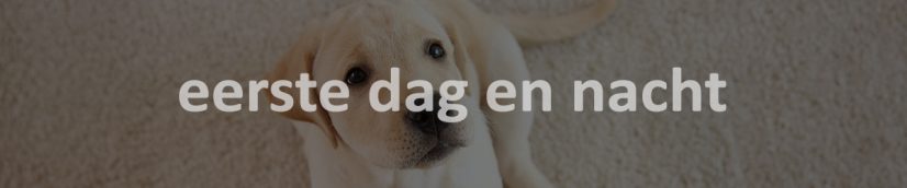 puppy eerste dag en nacht