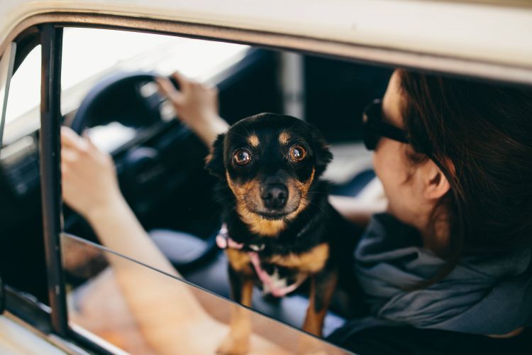 hond in auto