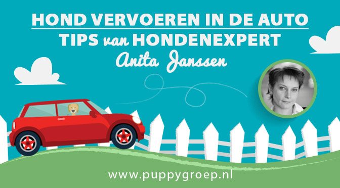 hond vervoeren in de auto