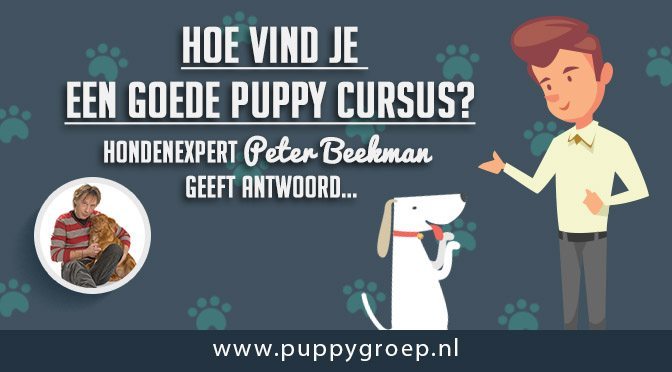 puppy cursus