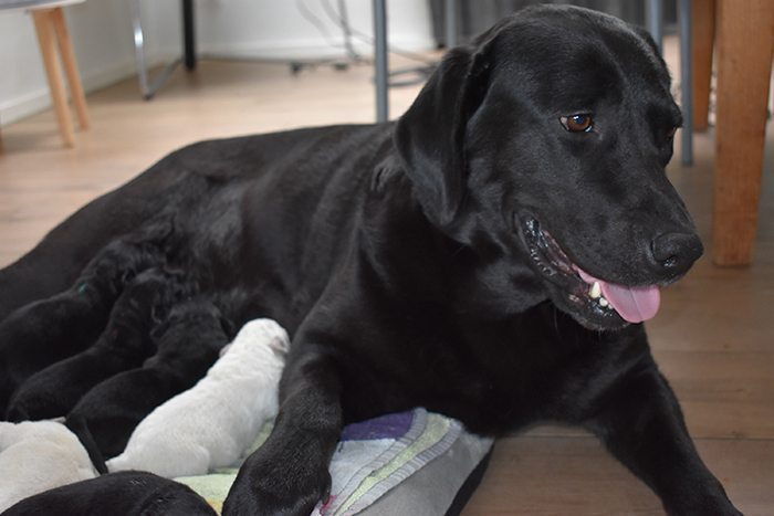 Boom Republikeinse partij Aanleg Labrador puppy: ALLES over Labrador puppy's (+ video's & foto's)