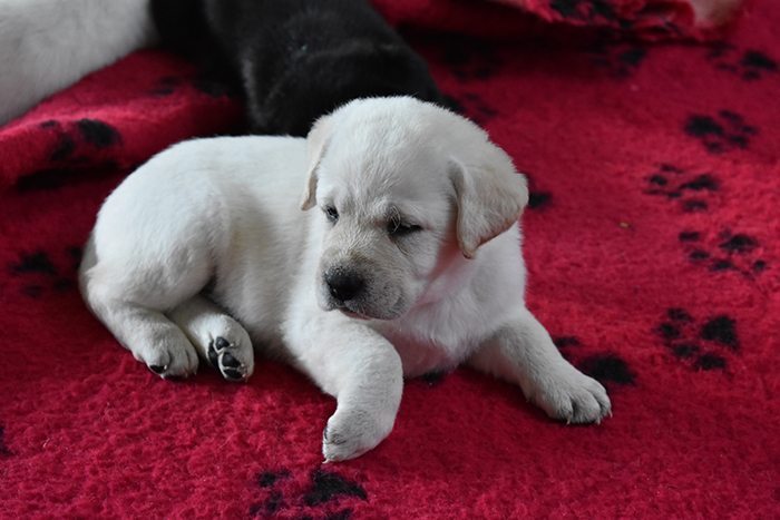 labrador puppy