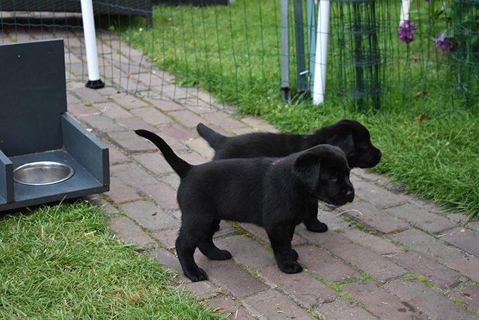puppy: ALLES Labrador puppy's (+ video's & foto's)