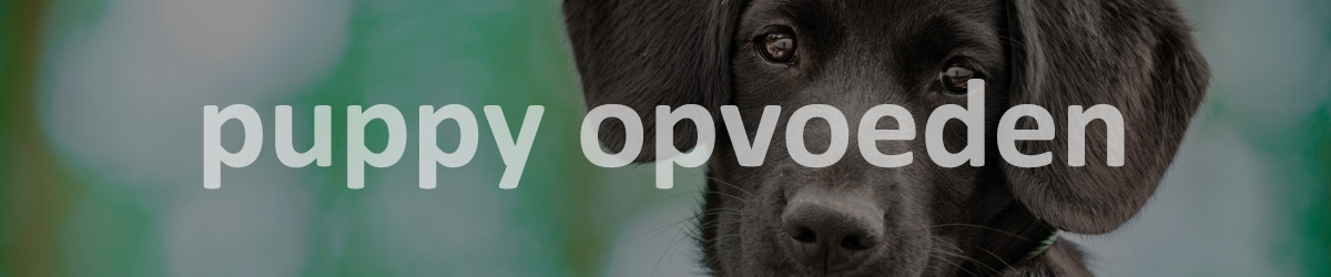 puppy opvoeden tips