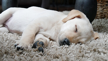Puppy Labrador Slaapt