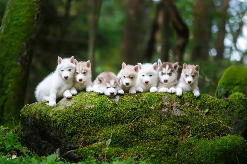 husky puppies