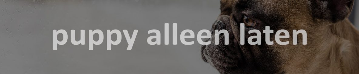 puppy alleen laten