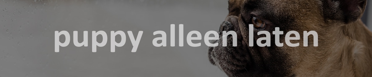 puppy alleen laten blog