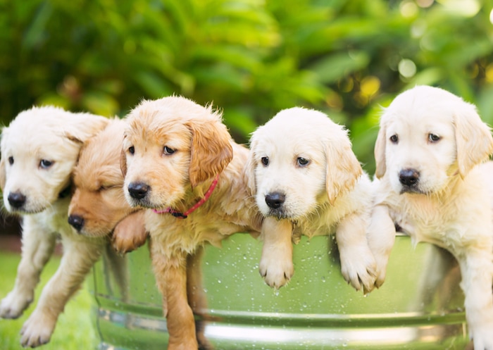 golden retriever puppy's