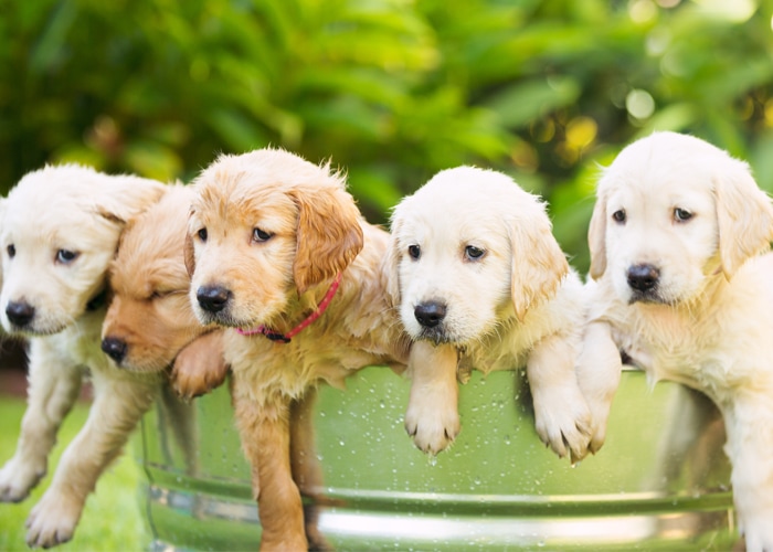 ik wil een puppy kopen en opvoeden