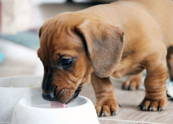 puppy opvoeden introductie voor beginners