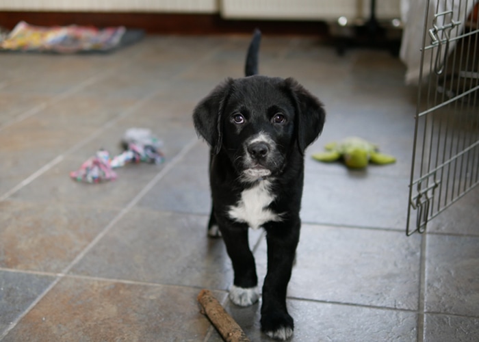 puppy opvoeding schema en checklist
