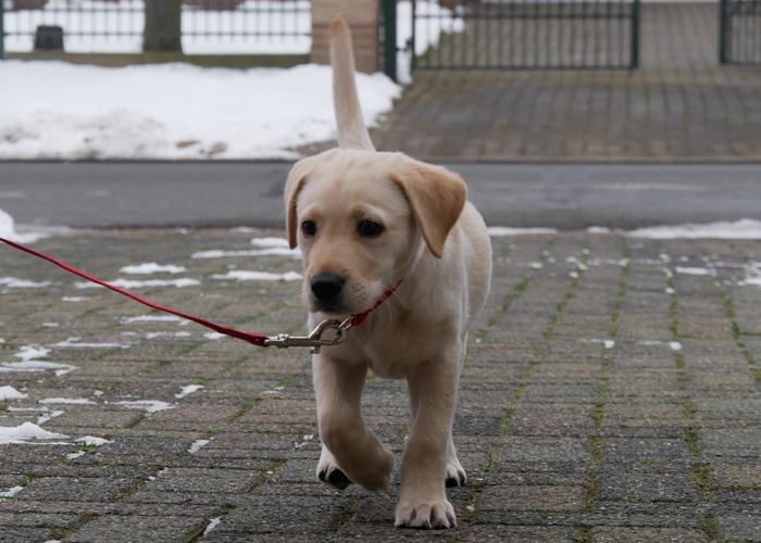 puppy veelgestelde vragen