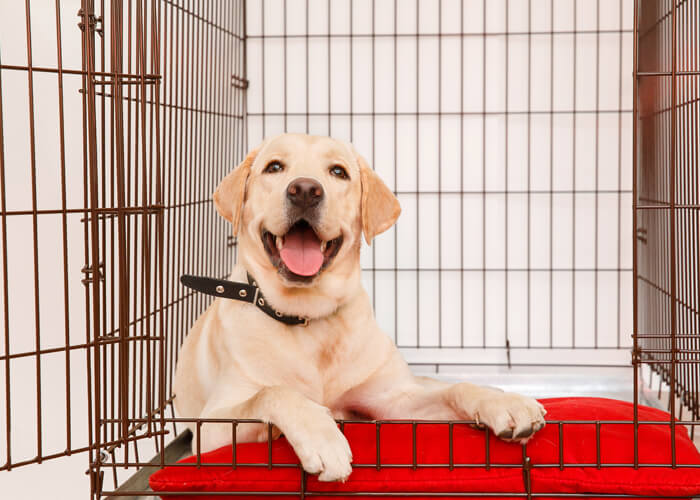 Aanschaf en kosten labrador