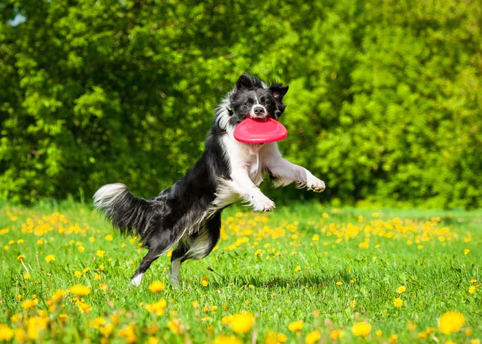Actief karakter van de border collie
