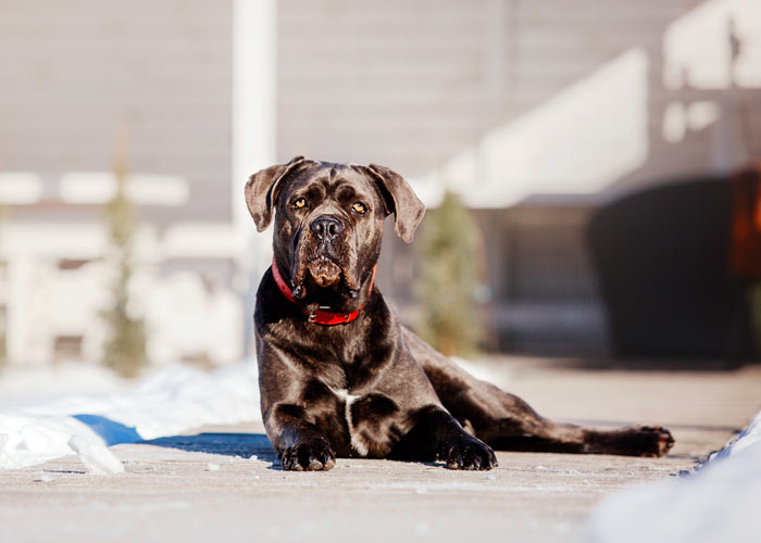 Algemene informatie over cane corso honden