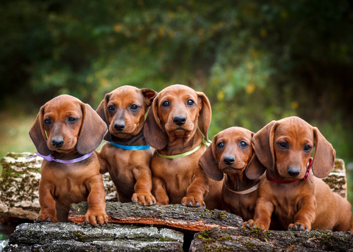algemene informatie over de dachshund of teckel