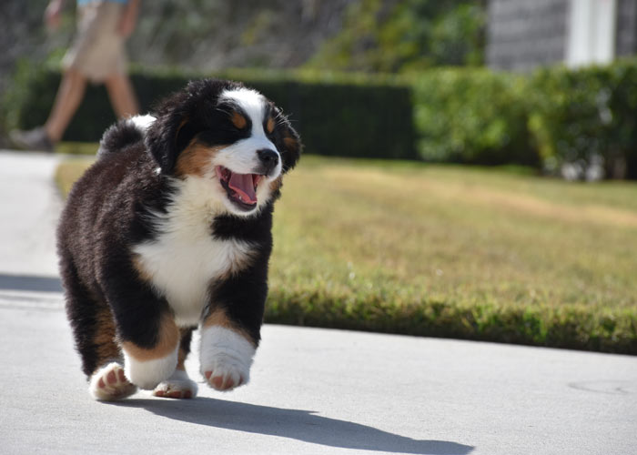 sennenhond info, geschiedenis, karakter) Puppygroep.nl