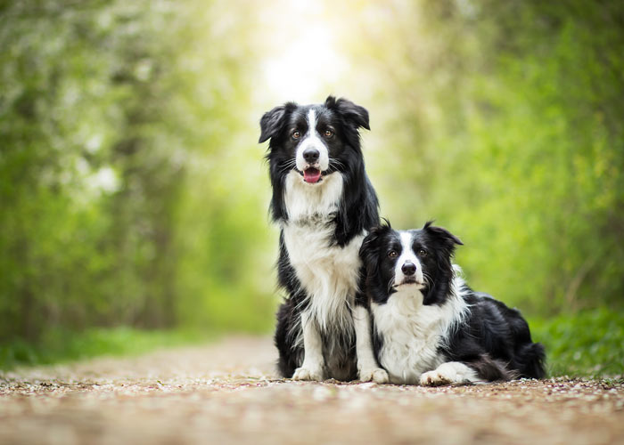 De border collie rasvereniging