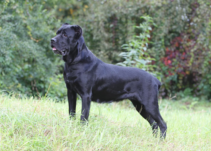 Cane corso rasvereniging