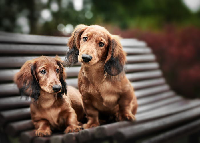 Hondenrassen (puppy info, karakter) Puppygroep.nl