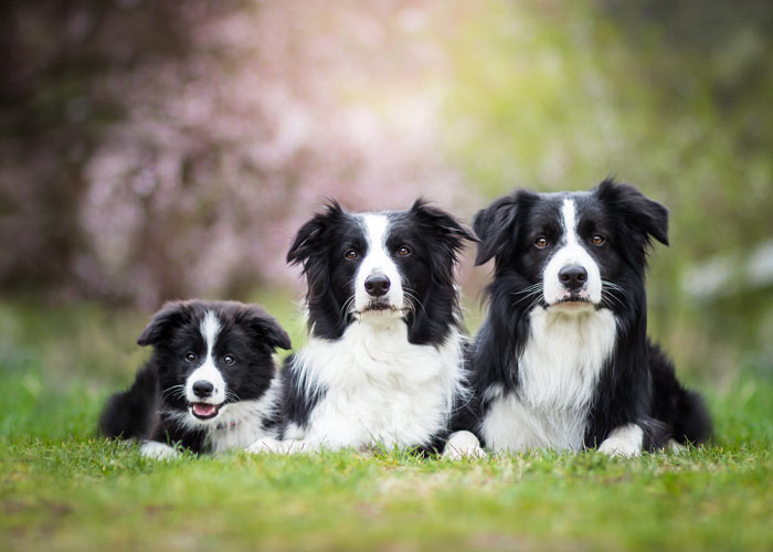 Border collies introductie