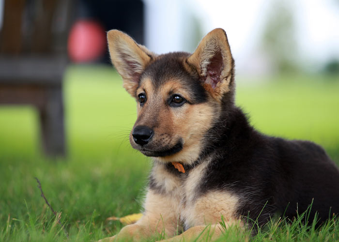 Uitbreiding Is aan het huilen pack Duitse herdershond (puppy info, geschiedenis, karakter) - Puppygroep.nl