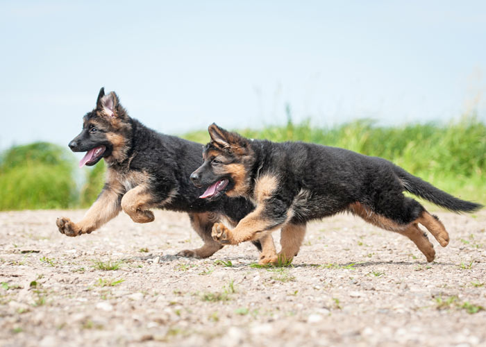 De Duitse herder is een actieve hond met een groot uithoudingsvermogen