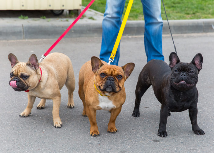 genoeg analyseren Ritueel Franse bulldog (puppy info, geschiedenis, karakter) - Puppygroep.nl