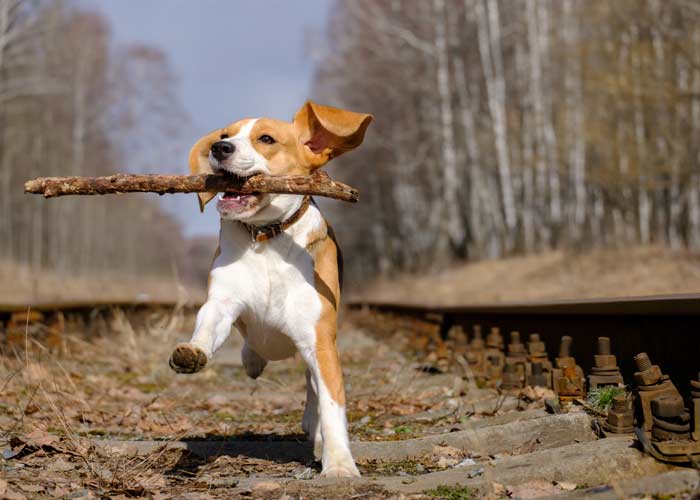 Fysieke en mentale uitdaging voor beagles