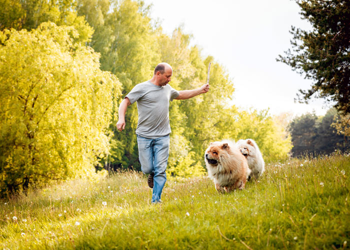 Twee actieve chowchow's