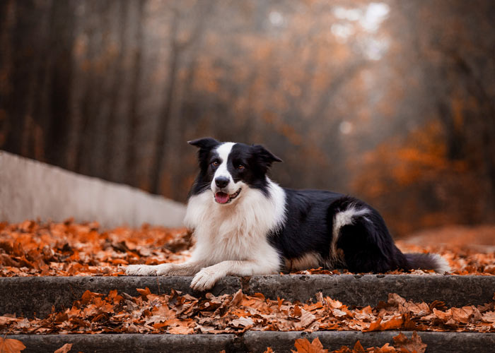 Goed verzorgde border collie