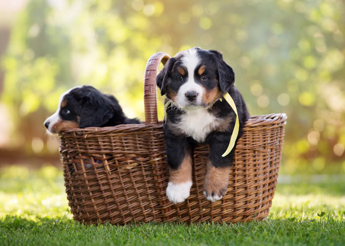 Het opvoeden van Berner sennen puppy's