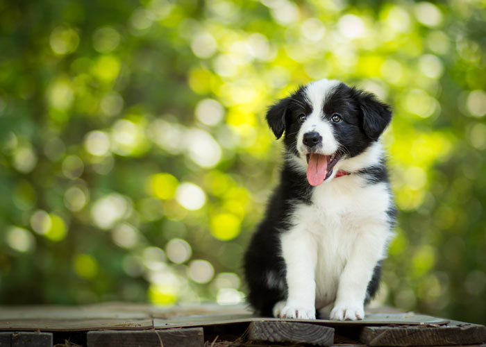 Het opvoeden van een border collie pup
