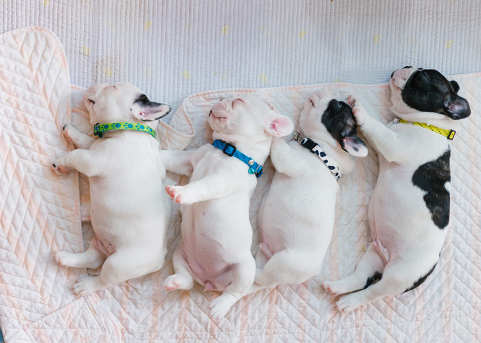 het uiterlijk van vier Franse bulldog puppies