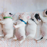 het uiterlijk van vier Franse bulldog puppies