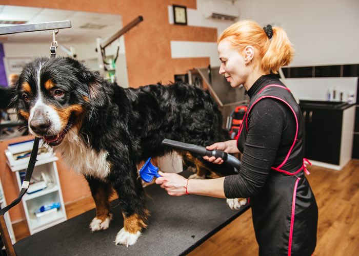 Het verzorgen van een Berner sennenhond