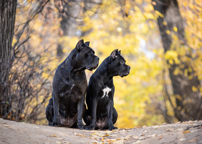 Informatie: De cane corso hond