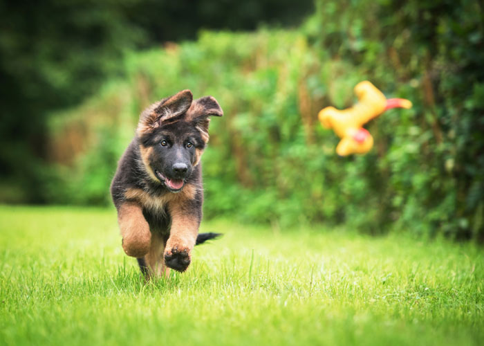 Duitse herdershond info, geschiedenis, karakter) - Puppygroep.nl