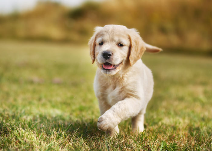 Golden info, geschiedenis, karakter) - Puppygroep.nl